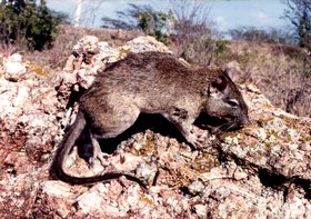 FAUNA CAATINGA - PUNARE