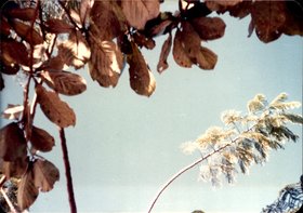 FOLHAGENS