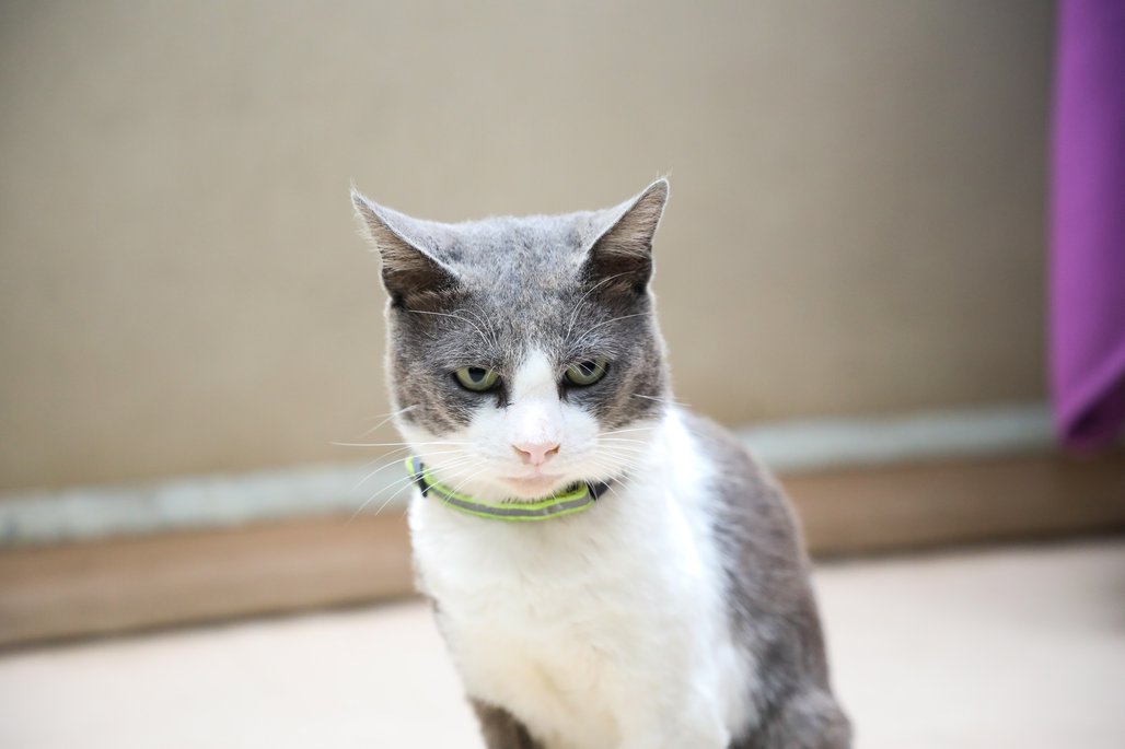 Doutor Honoris Causa \u002D Profa Cida