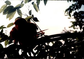 ARARA