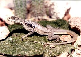 FAUNA CAATINGA - LAGARTIXA