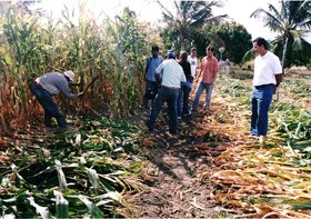 GAECO - HORTA SILAGEM MILHO