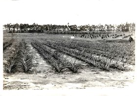 UNIDADE EXPERIMENTAL E DIDÁTICA DO CAMPO - CAMPUS DE ENGENHARIA E CIÊNCIAS AGRÁRIAS